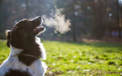 can vestibular disease in dogs be cured