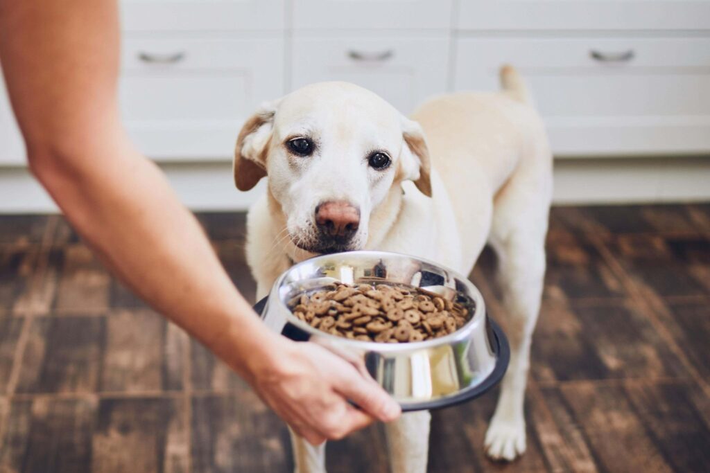 what causes diabetes in dogs