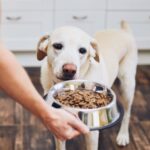 what causes diabetes in dogs