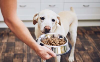what causes diabetes in dogs