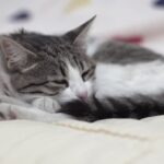 what causes mast cell tumors in cats