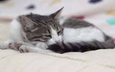 what causes mast cell tumors in cats