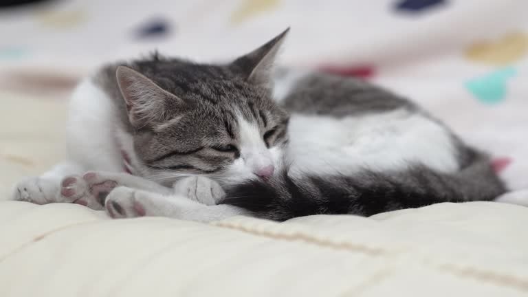 what causes mast cell tumors in cats