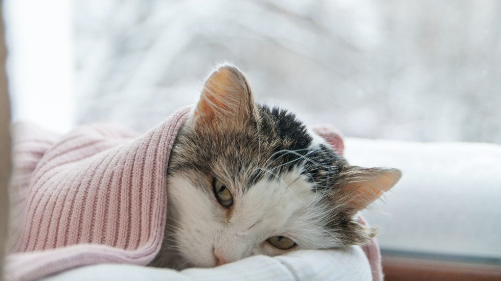 cat diabetes symptoms