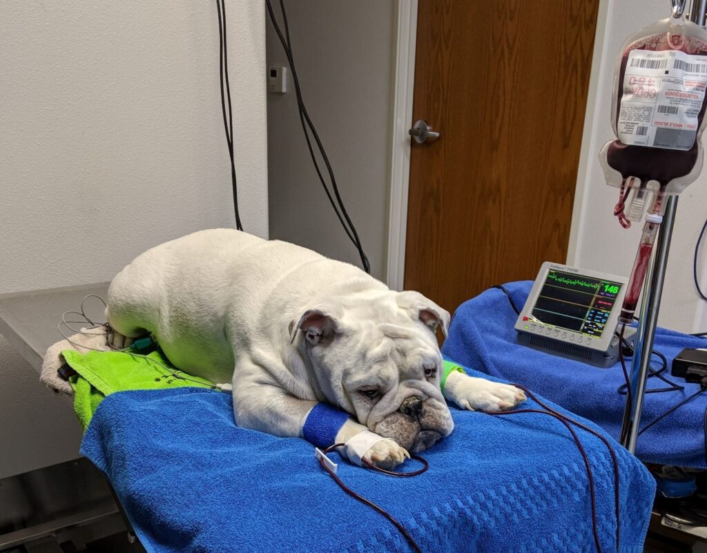 dog blood transfusion