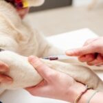 can dogs get blood transfusions