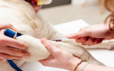 can dogs get blood transfusions