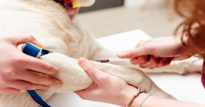 can dogs get blood transfusions