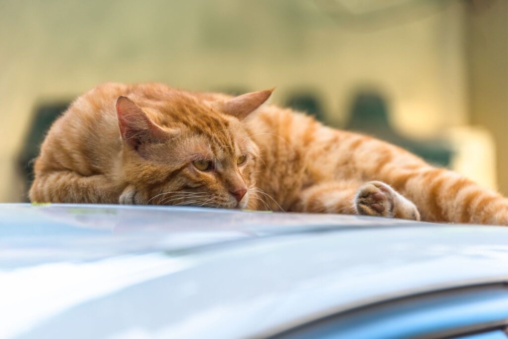 feline anemia