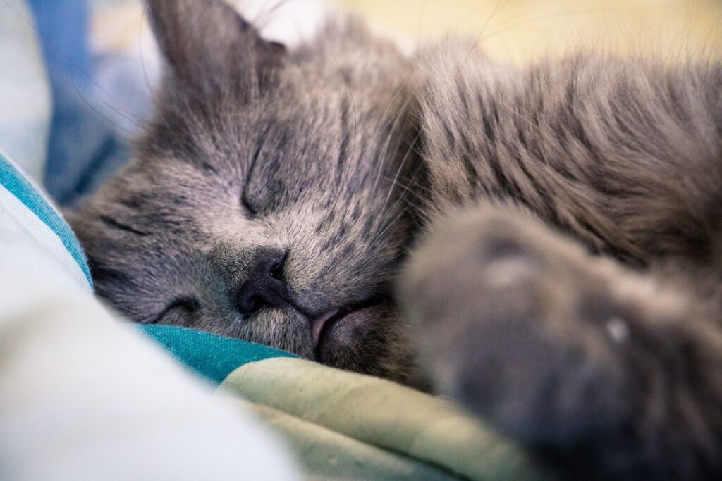 signs of anemia in cats