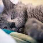signs of anemia in cats