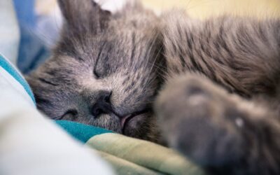 signs of anemia in cats
