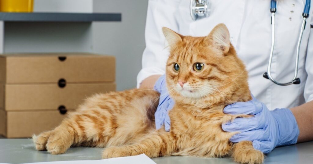 what are the symptoms of diabetes in a cat