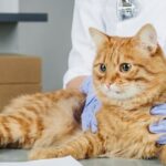 what are the symptoms of diabetes in a cat