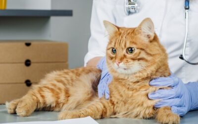 what are the symptoms of diabetes in a cat