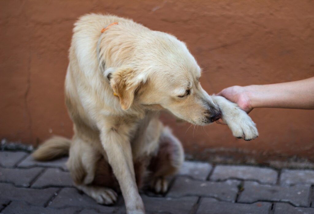 dog skin tumors