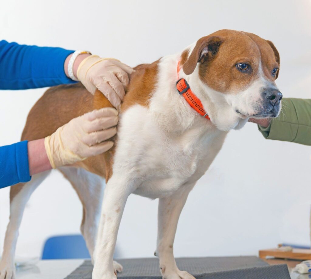 what does a skin tumor look like on a dog