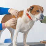 what does a skin tumor look like on a dog