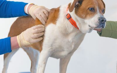 what does a skin tumor look like on a dog