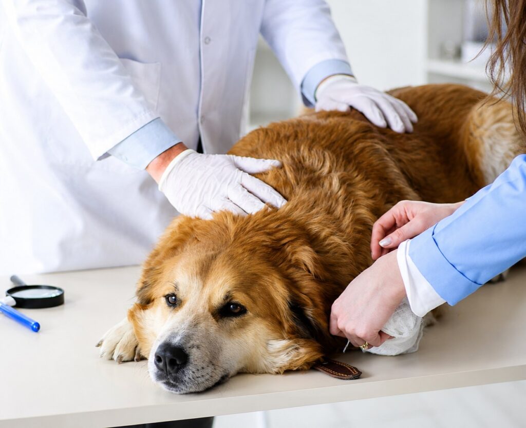 emergency care for pets