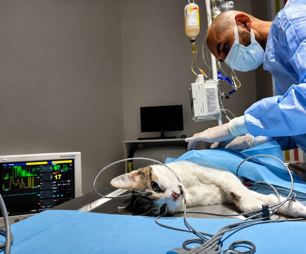 overnight pet care