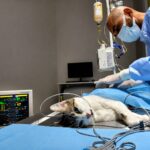 overnight pet care