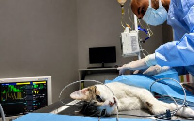 overnight pet care