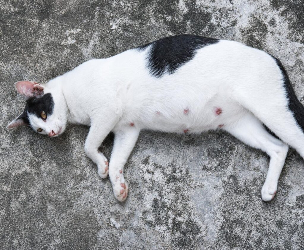 pet emergency treatment