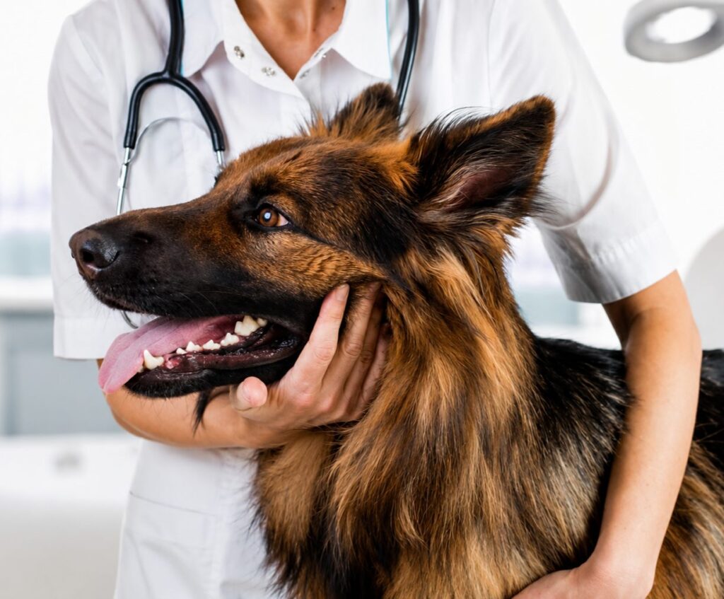 pet gastrointestinal health