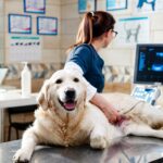 pet in pregnancy