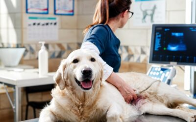 pet in pregnancy