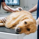 signs of intestinal blockage in pets