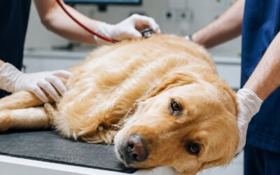 signs of intestinal blockage in pets