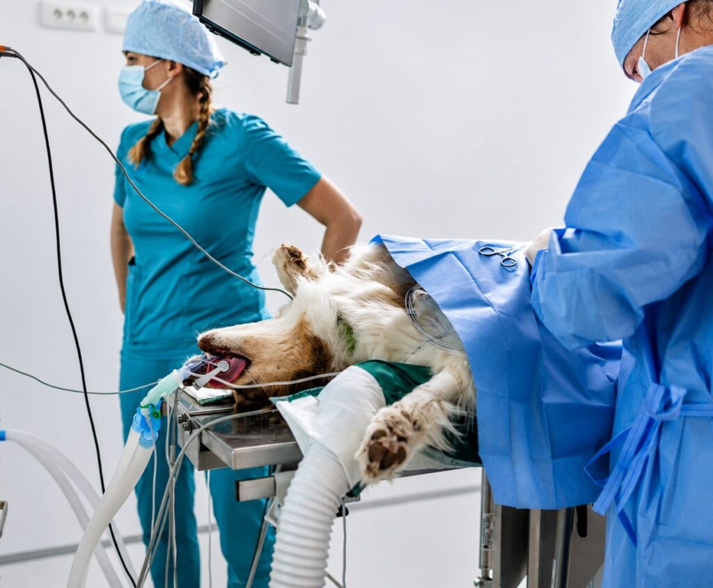 tumor removal surgery for pets