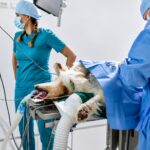 tumor removal surgery for pets