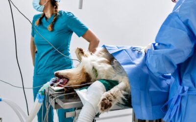 tumor removal surgery for pets