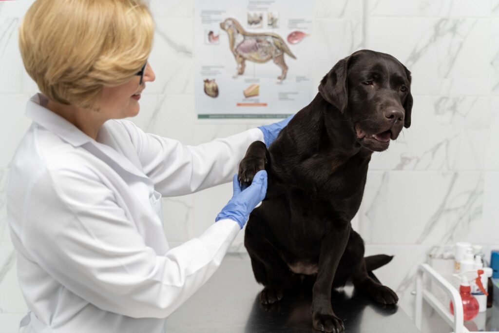 signs of pyometra in dogs