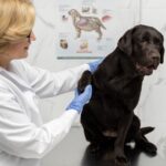 signs of pyometra in dogs