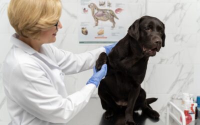 signs of pyometra in dogs
