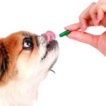 what happens if a dog eats ibuprofen