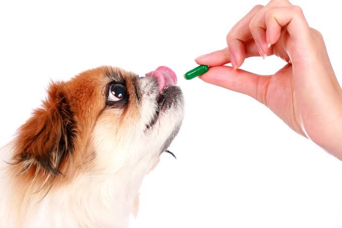 what happens if a dog eats ibuprofen