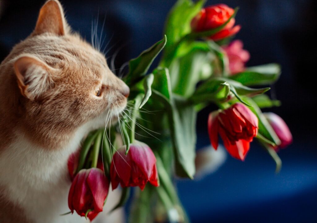 why are lilies poisonous to cats