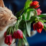 why are lilies poisonous to cats