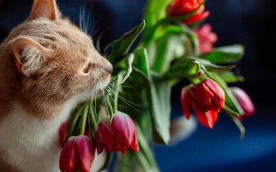 why are lilies poisonous to cats