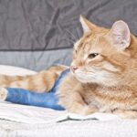 why cats suddenly lose use of their back legs