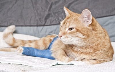 why cats suddenly lose use of their back legs