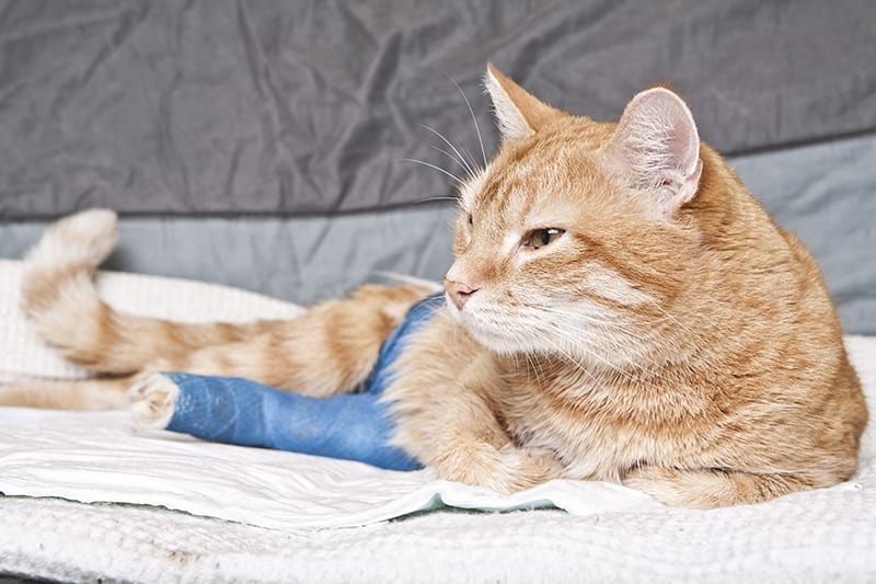 why cats suddenly lose use of their back legs