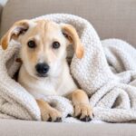 can dogs get hypothermia