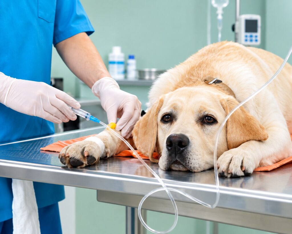 what does xylitol do to dogs