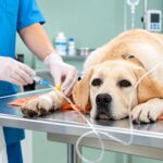 what does xylitol do to dogs